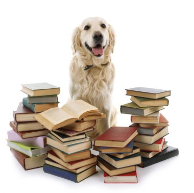 labrador yığın üzerinde beyaz izole kitap ile portresi