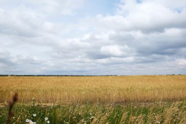altın alan üzerinde bulutlu gökyüzü
