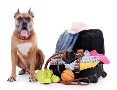 Güzel Boxer köpek ile açık bavul üzerinde beyaz izole