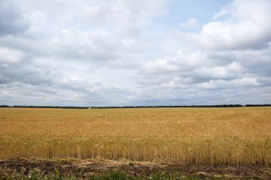 altın alan üzerinde bulutlu gökyüzü