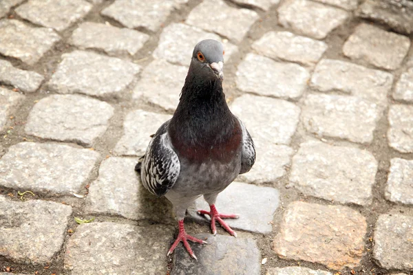 Dove walking on town square — Stock Photo, Image