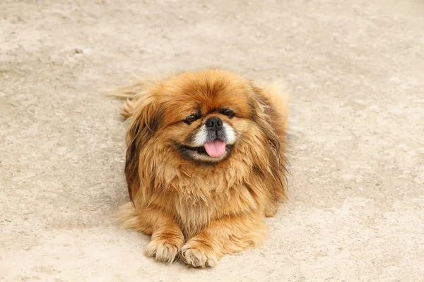 Cute Pekingese, outdoors — Stock Photo, Image