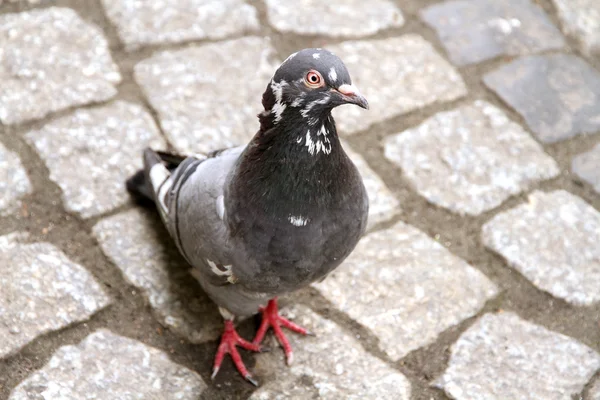 Dove walking on town square — Stock Photo, Image