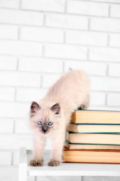 Gatinho bonito com livros — Fotografia de Stock