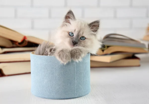 Мила маленька кішка в коробці біля книг — стокове фото