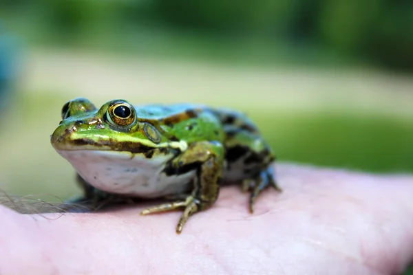 Žába na mužské ruce — Stock fotografie