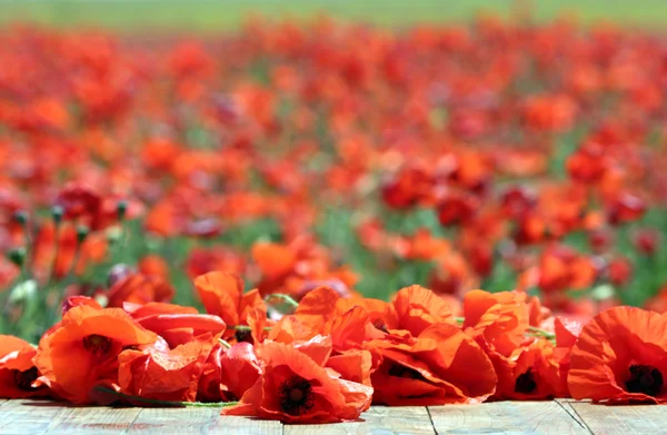 Flores de amapola roja sobre tabla de madera sobre fondo de campo de amapola — Foto de Stock