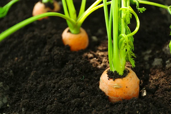 Primer plano de las zanahorias jóvenes en el suelo —  Fotos de Stock