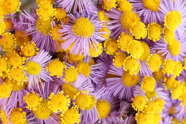 Vackra små vilda blommor på nära håll — Stockfoto