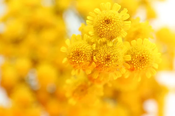 Beautiful small wild flowers close up — Stock Photo, Image