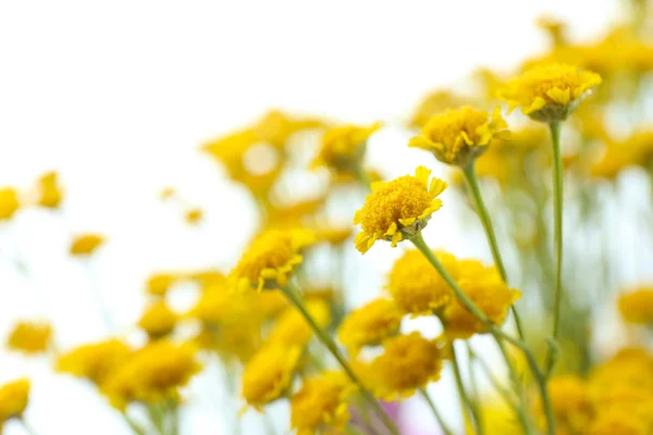 Beautiful small wild flowers close up — Stock Photo, Image