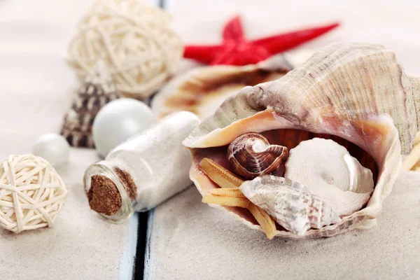 Bela composição do mar com conchas de perto — Fotografia de Stock