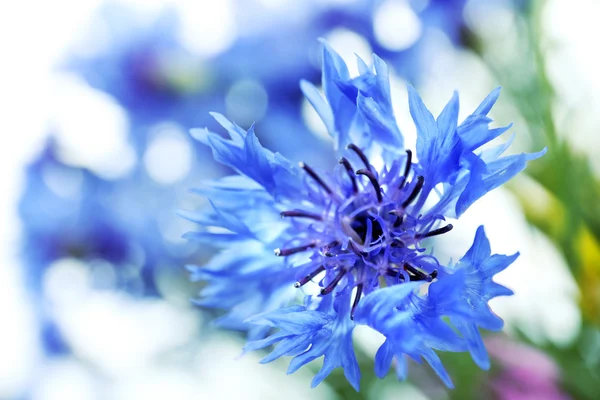Belles petites bleuets gros plan — Photo