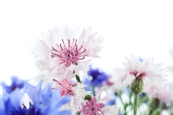 Hermosos pequeños acianos aislados en blanco — Foto de Stock