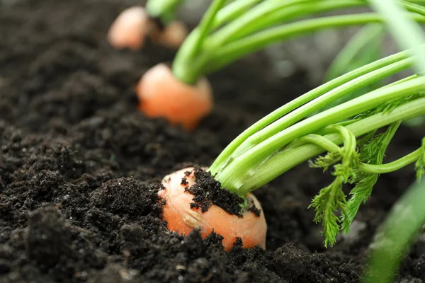 Primer plano de las zanahorias jóvenes en el suelo — Foto de Stock