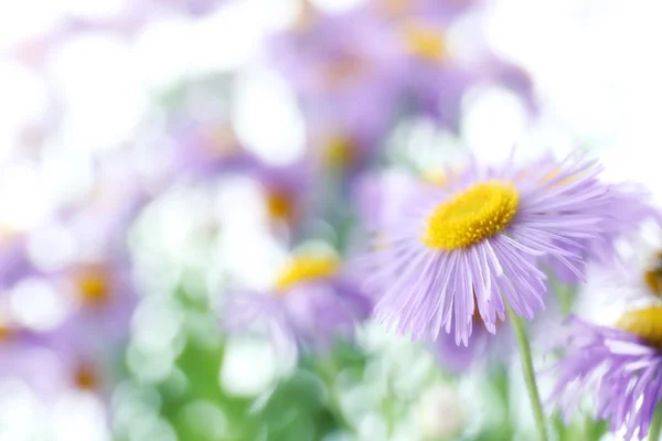 Güzel vahşi Aster yakın çekim — Stok fotoğraf