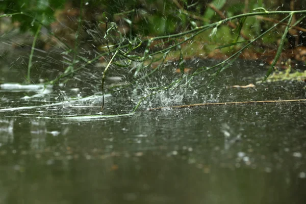 屋外の雨の水たまり — ストック写真