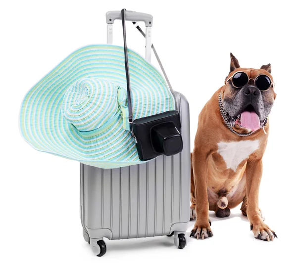 美丽的拳师狗，带上白色孤立的手提箱 — 图库照片