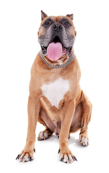 Hermoso perro boxeador aislado en blanco — Foto de Stock
