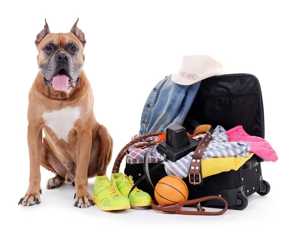 Beautiful Boxer Dog with open suitcase isolated on white — Stock Photo, Image
