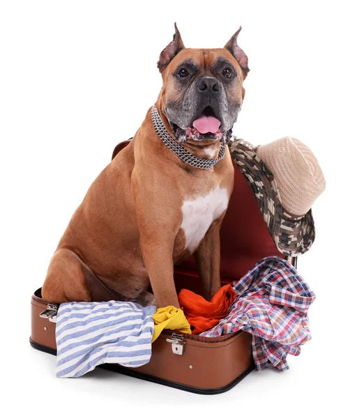 Beautiful Boxer Dog in suitcase isolated on white — Stock Photo, Image