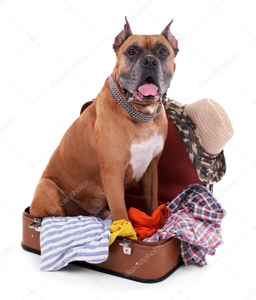 Beautiful Boxer Dog in suitcase isolated on white