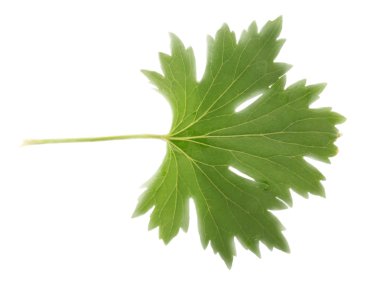 yeşil yaprak beyaz üzerinde izole