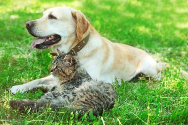 Dostu köpek ve kedi yeşil çim arka plan üzerinde dinlenme