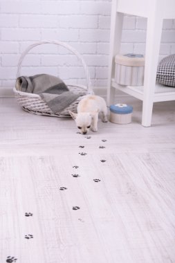 çok güzel chihuahua köpek ve çamurlu pati izlerini odasında ahşap zemin üzerinde