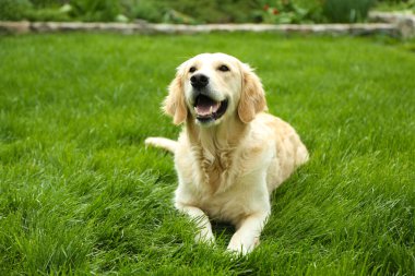 Yeşil çimenlerin üzerinde açık havada oturma sevimli labrador