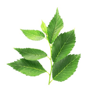 yeşil yapraklar beyaz üzerinde izole