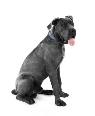 Cane corso Italiano köpek, üzerinde beyaz izole