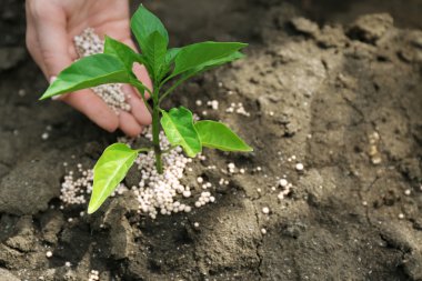 Female hand with fertilizer for plant over soil background clipart