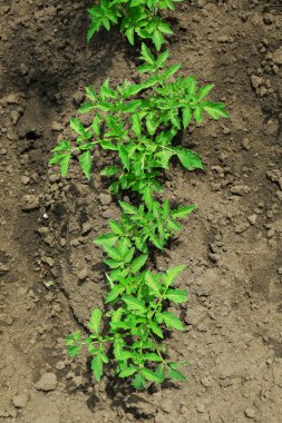 Bahçede büyüyen domates üstleri