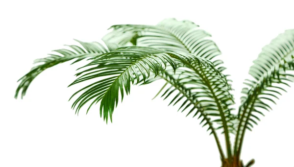 Palmeira verde — Fotografia de Stock
