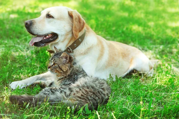 Cão amigável e gato descansando sobre fundo grama verde — Fotografia de Stock