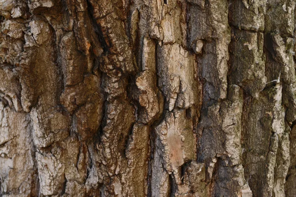 Corteza de árbol fondo — Foto de Stock