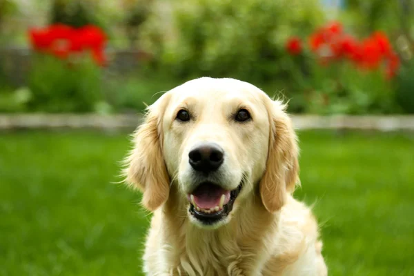 Bedårande labrador sitter på grönt gräs, utomhus — Stockfoto