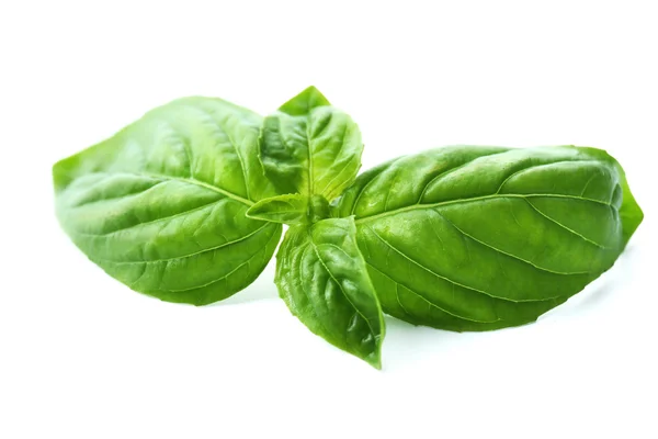 Green fresh basil isolated in white — Stock Photo, Image