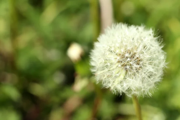 Maskros blomma utomhus — Stockfoto