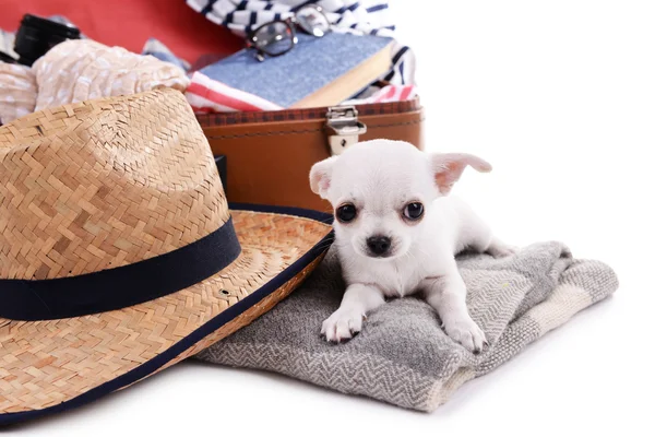 Adorable chihuahua dog and suitcase with clothing close up — Stock Photo, Image