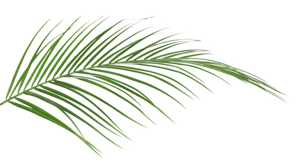 Bella foglia di palma isolata su bianco — Foto Stock