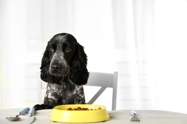 Cão olhando para prato de kibbles na mesa de jantar — Fotografia de Stock