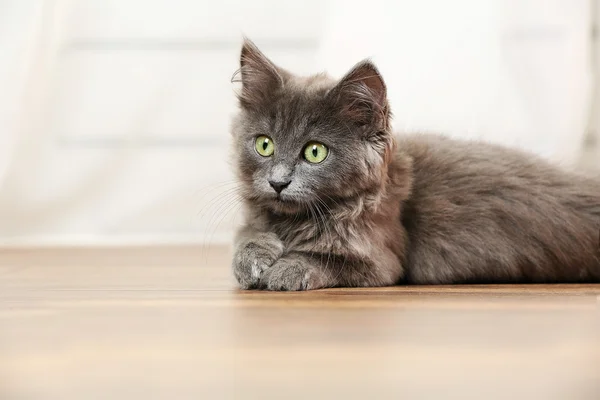 Chaton gris mignon sur le sol à la maison — Photo