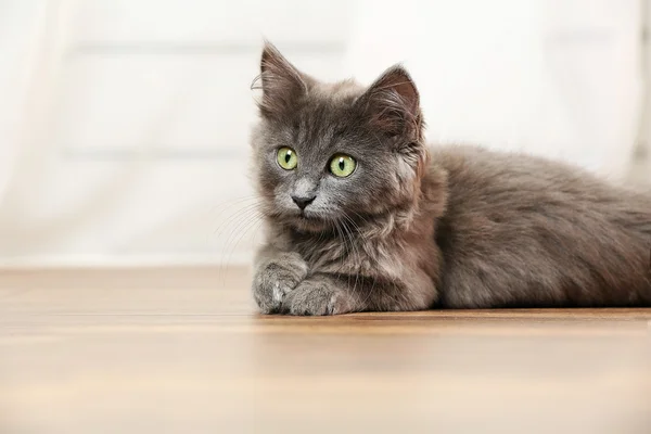 Carino gattino grigio sul pavimento a casa — Foto Stock