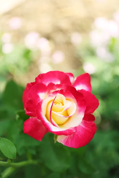 Beautiful rose on green bush in garden — Stock Photo, Image