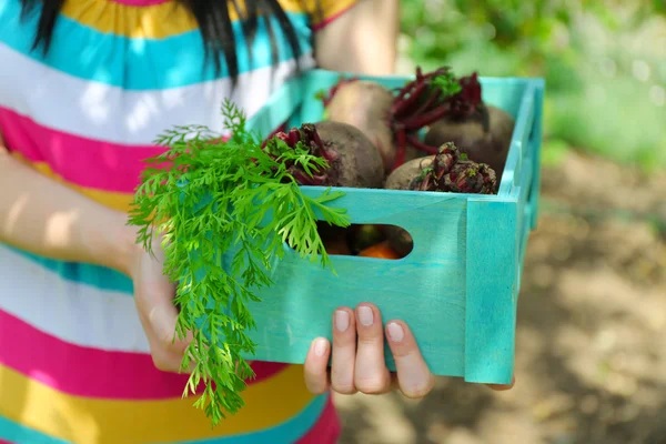 Mani femminili che tengono la cassa di legno con verdure fresche nuove in giardino — Foto Stock