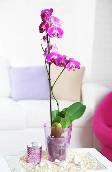 Beautiful lilac orchid in pot on table in room — Stock Photo, Image