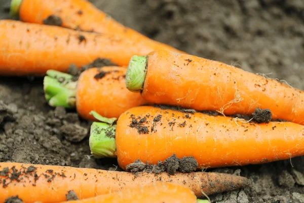 Νέα φρέσκα καρότα στο χώμα στον κήπο — Φωτογραφία Αρχείου