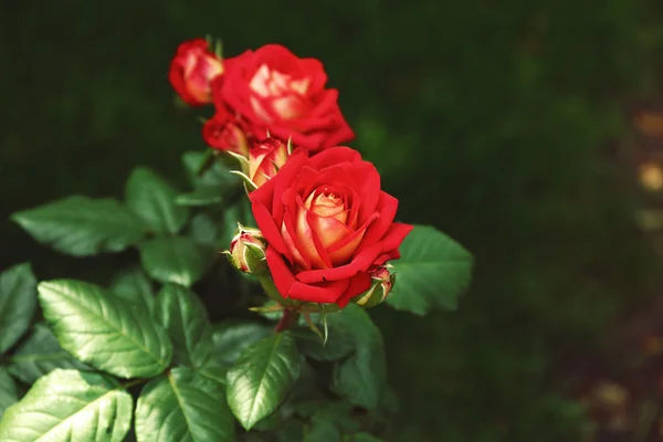 Güzel kırmızı ev gül bahçesinde — Stok fotoğraf